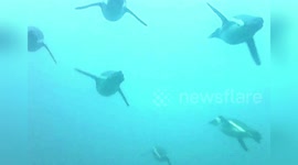 South Africa: Critically Endangered African Penguins Battle Fishing Fleets For Food