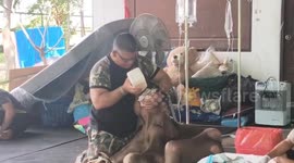Baby elephant found injured in forest is battling for life in hospital