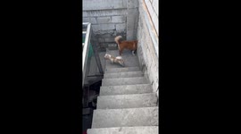 Pet dogs take turns adorably looking through peep hole