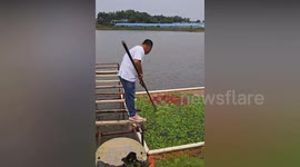Farmer feeds his fish chillies every day 'to make them taste better'