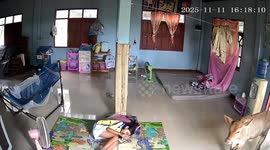 Calves wander into home and startle girl playing on her phone on floor