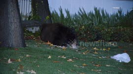 US, Los Angeles: Glendale Bear Eating In Yard