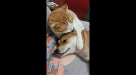 Cat & Dog Best Friend Goals 