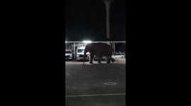 Wild elephant visits police station surprising cops on night shift