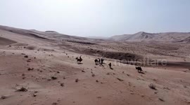 China: Inner Mongolian herders start annual winter camel migration
