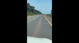 Wild boars family cross road in Brazil