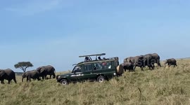 African Elephants on the Move: Witness the Splendor of the Mara