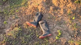 Enraged buffalo 'forced to work during mating season' kills father and daughter-in-law in rice field