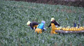 Cauliflowers succesfully harvested against dire forecasts, Chapel Farm, Cornwall, UK