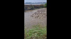 Intelligent dog duo herd thousands of ducks through river in Vietnam