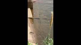 Clever heron uses floating foam as bait to catch fish