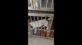 Dog rides skateboard in Shanghai, China