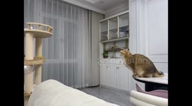 Chubby cat struggles to jump from table in Shandong, China