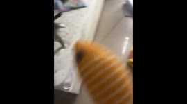 Kitten struggles to lift toy on bed in Jiangsu, China