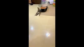 Tabby cat sits upright like a human in Guangdong, China