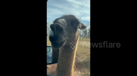 Couple trapped by angry llamas and a bossy ostrich in viral safari chaos