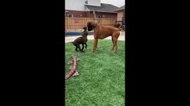 Playful tug-of-war between two boxer dogs in Dorchester, Canada
