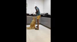 Exceptionally obedient dog during treat test in Ubaíra, Brazil