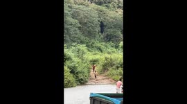 Kids Run From Charging Elephant