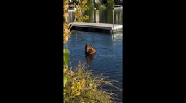Lakeside Bath With a Brown Bear