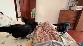 Pet chickens try to wake their owner by pecking his legs