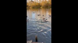 Dogs watches geese by the lake in Stoke-on-Trent, UK