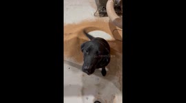 Shop Dog Helpfully Sweeps Cork Dust