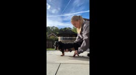 Dachshund Doodles walks again after stage 4 IVDD in viral 5.3M-view comeback video