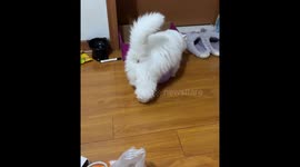 Cat plays with balloon in Jiangsu, China