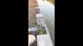 Golden Retriever repeatedly misses tossed treats in Jiangsu, China