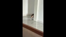 Cat hilariously frightens itself repeatedly in Gansu, China