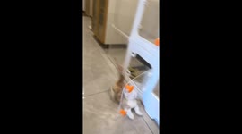 Cat bumps into small glass door while chasing in Shanghai, China