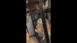 Cat opens its own cage in Sichuan, China