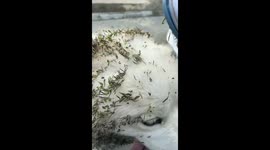 Dog covered in thorns after walk in Hunan, China