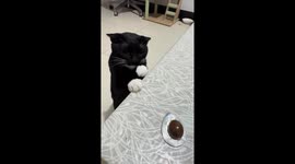 Sneaky cat tries to steal treat from table in Sichuan, China