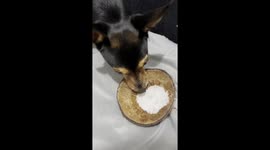 Dog downs cachaça from macumba coconut, sending TikTok into 4.4M-view frenzy