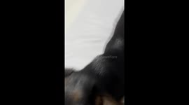 My dog found a coconut left on the street as part of a ritual and drank the liquor that was inside it. I filmed her because I wasn’t sure if she was acting drunk or just confused by the situation.”