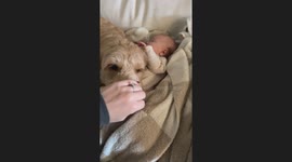 Goldendoodle Babysitter
