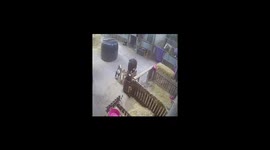 Pickle the Pygmy Goat