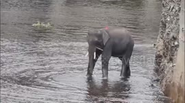 Dramatic First Footage: Elephant Lifted Out of Karnataka Dam in One of India’s Most Complex Rescues