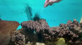 Sea urchins under threat from sea conditions worldwide