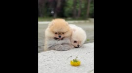 Pomeranian puppies try to reach a flower on a bench in Bocksdorf, Austria