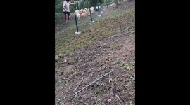 Pomeranian dogs play and run outdoors in Bocksdorf, Austria