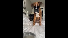Boxers react to a noisy hand vacuum in Ontario, Canada