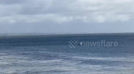 Humpback whales surface gracefully near shore in California, USA