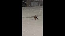 UK: Fox Encounter Captured on Video in Snowy Aberdeen