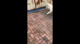 Dog urinates on hidden dog under metal gate in Jilin, China