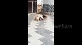 One-year-old toddles around followed by pack of puppies