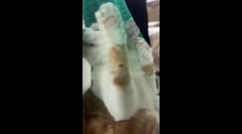 The Calmest Trapped Cat