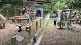 Are These Pandas Even Real?